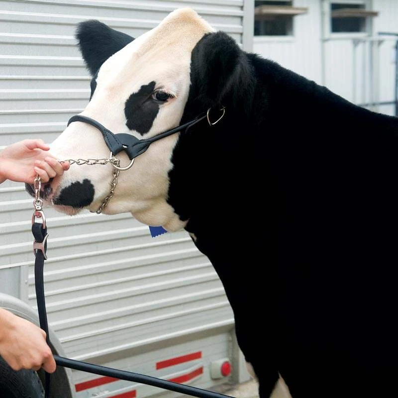 Weaver Leather Leather Dairy/Beef Show Halter - Image 2